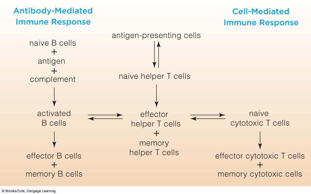 Interactions Between Antibody-Mediated and Cell-Mediated Responses Cells of the Immune System Phagocytes: Neutrophils Macrophages Dendritic cells Self Recognition Cells: NK Cells