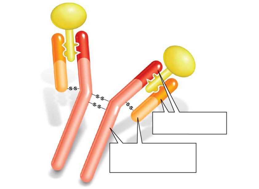Antibody antigen Structure light chain heavy chain Variable regions form antigen binding sites Constant regions
