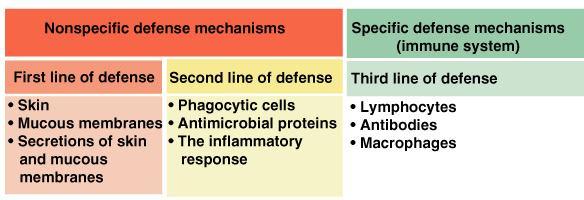 Types of Immunity Innate (non-specific) immunity Adaptive (specific) immunity The human body has several different ways that it defends itself against infection by pathogens.