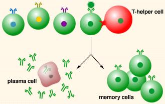B cell clones may differentiate into B Plasma Cells * secrete antibodies into the blood, lymph, and interstitial fluid * these antibodies bind to the antigen (thereby coating the pathogen) * Humoral