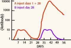 Measuring the Adaptive Immune Response Antibody concentration reflects primary and secondary immune responses to antigen After first infection it takes about 2 weeks for