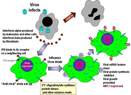 Non-specific Viral Defense Interferons * are proteins secreted by virally infected cells * signal