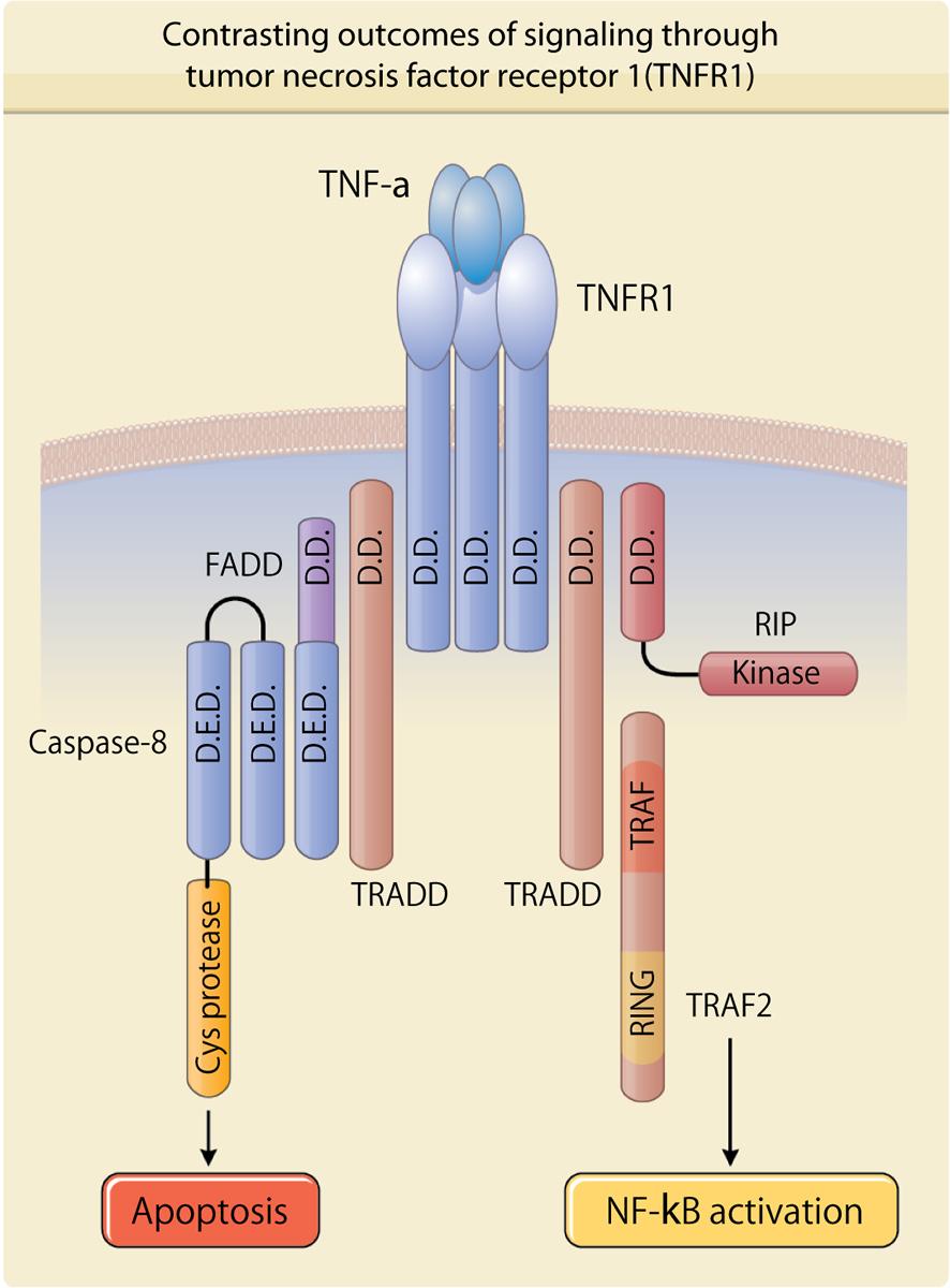 Cytokines: Tumor Necrosis Factor Family Well-recognized cytokine family Can induce apoptosis or NF-kB activation TNF-alpha, causes cachexia, fever TNF-beta (lymphotoxin alpha), inhibited by