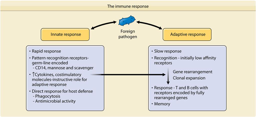 The Immune Response: Innate and Adaptive Components Source: Wolff, Goldsmith, Katz, Gilchrest, Paller, Leffell.