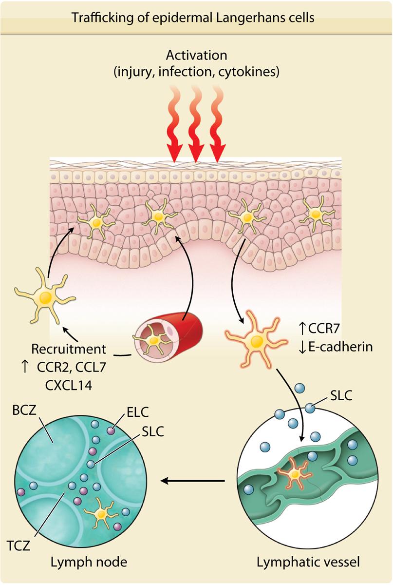 Cellular Barriers: Langerhans Cell Activation Antigen presenting cells (APCs) Dendritic cells Present in epidermis, suprabasal Once activated travel to lymph nodes Source: