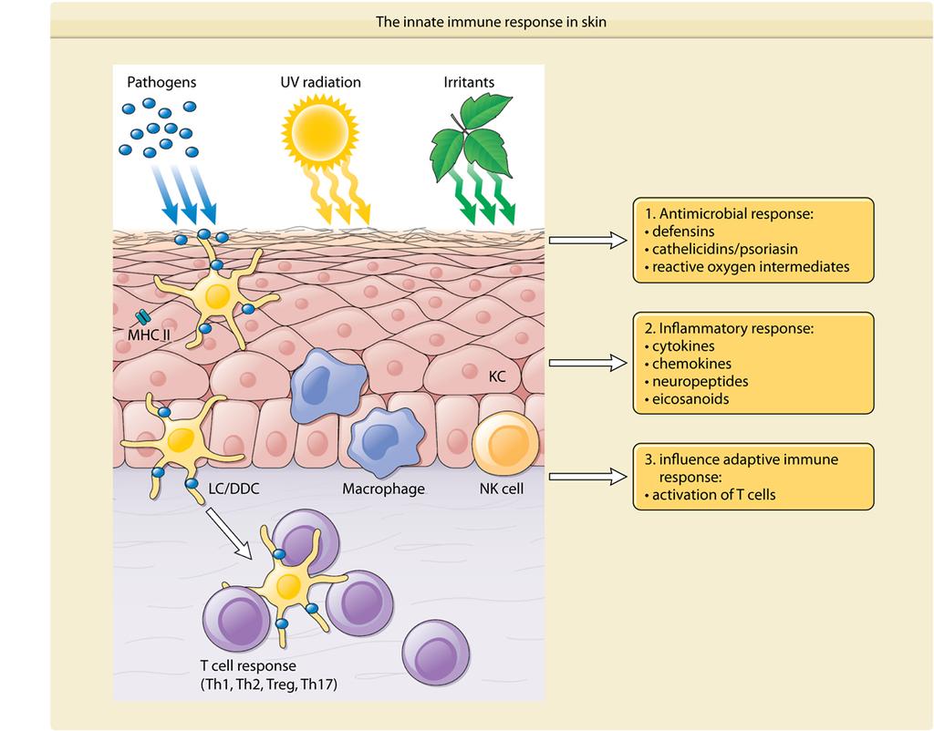 Innate Immune Response: Steps Source: Wolff, Goldsmith, Katz, Gilchrest, Paller, Leffell.