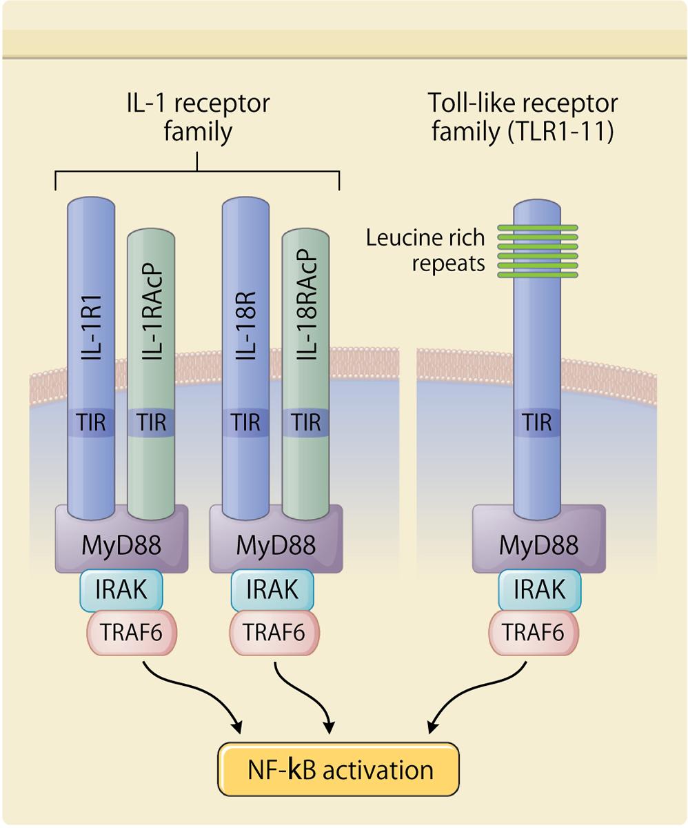 Toll-Like Receptors Important link between innate and adaptive immunity Receptors on B cells T cells Monocytes Granulocytes Dendritic cells Adipocytes Intestinal epithelial cells Dermal endothelial