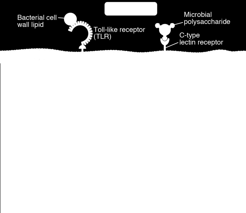 major classes of receptors: -TLRs: bacteria and viruses -CLRs (C- type lectin