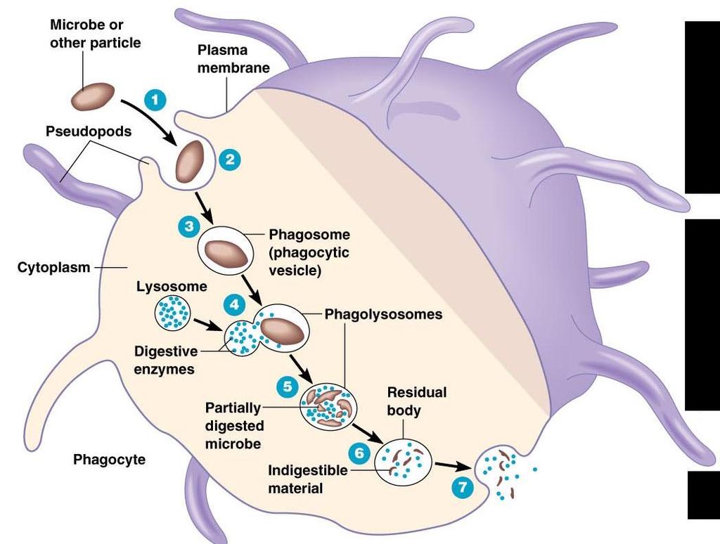 Phagocytosis Various Mechanisms of Microbial
