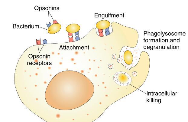 Opsonins (complement proteins or antibodies) coat bacteria and promote attachment of