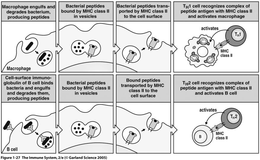 H cells Figure 1-27 Parasitic infection