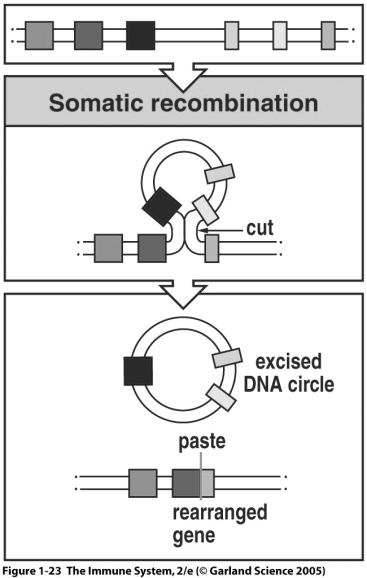 Principles of Adaptive Immunity Diversity Specificity Memory Self-tolerance Gene Rearrangement is the source of Diversity Germline