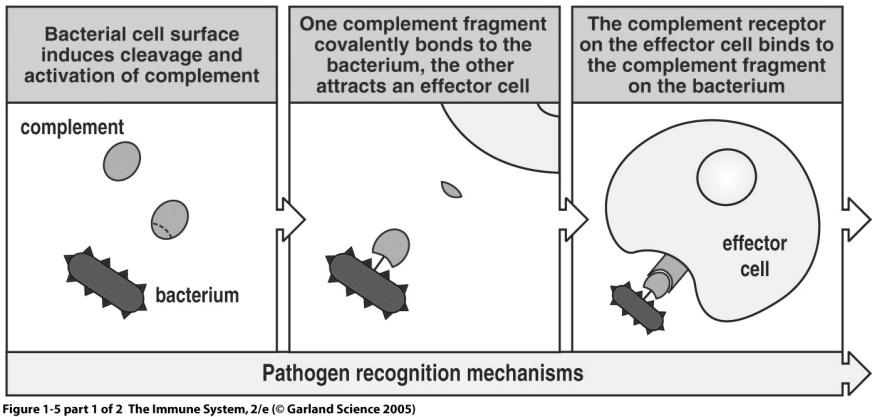 Immunity: Three Basic Parts Pathogen (Foreign) Recognition (Binding event) Immune