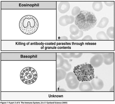 Effector cells of Innate Immunity Short-lived - Pus Eosinophils: Worms/intestinal parasites Amplify