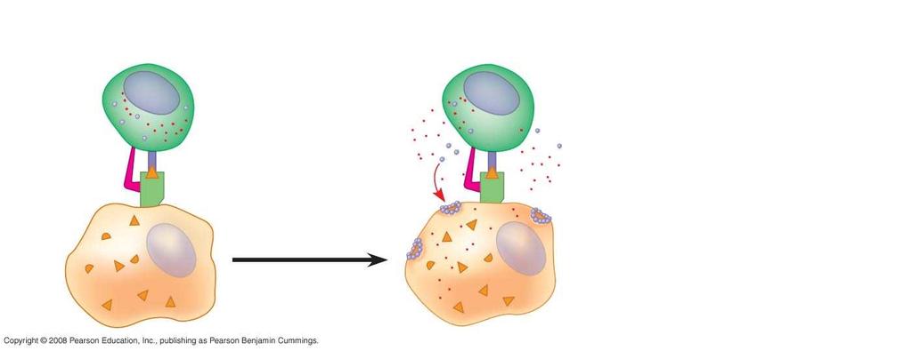 Fig. 43-18-2 Cytotoxic T cell CD8 Class I MHC molecule