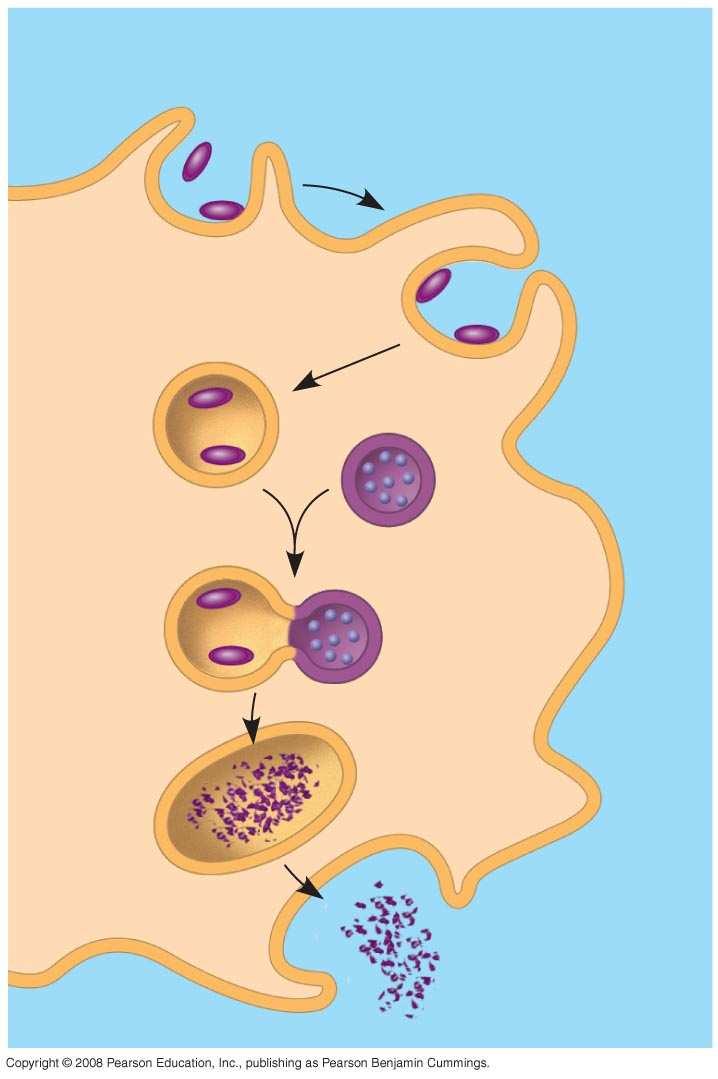 Fig. 43-3 Microbes PHAGOCYTIC CELL