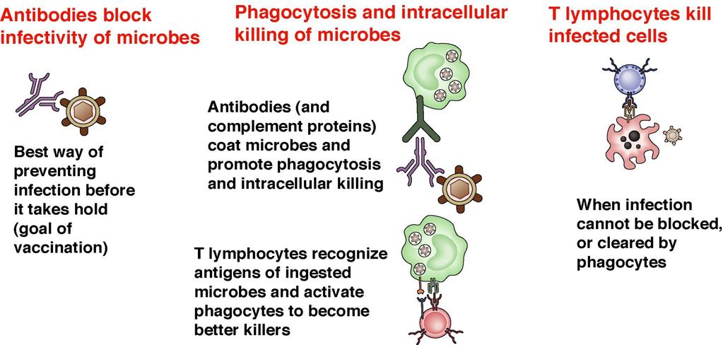Principal mechanisms of defense against microbes Antibodies Phagocytes T cells (CTLs) (may