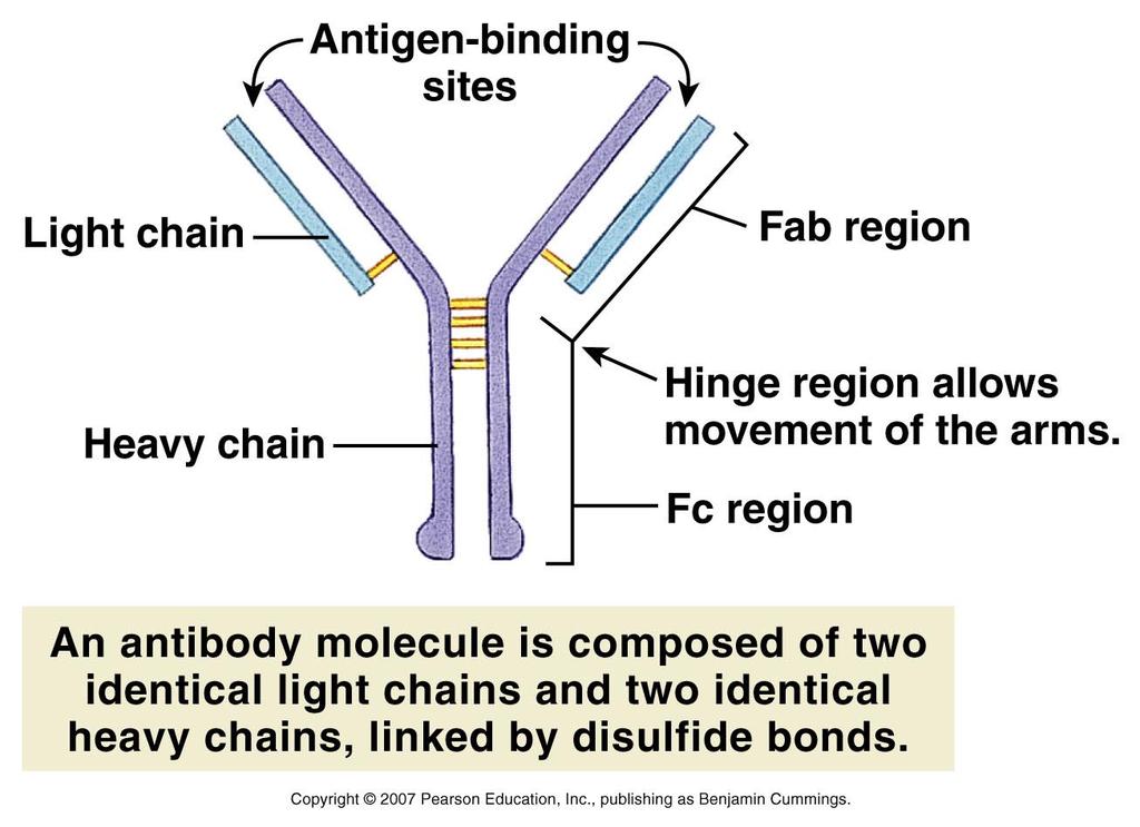 antibodies into our body fluids Antibodies are divided into