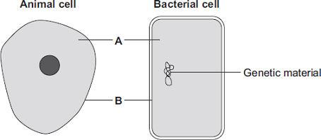1 The diagrams show an animal cell and a bacterial cell. (a) (i) Structures A and B are found in both the animal cell and the bacterial cell.