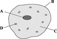 (c) The diagram shows a human body cell. Choose the correct answer from the box to complete each sentence. cell membrane cell wall cytoplasm nucleus (i) The part of the cell labelled B is the.