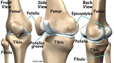 The articular cartilage is kept slippery by joint fluid made by the joint lining (synovial membrane).