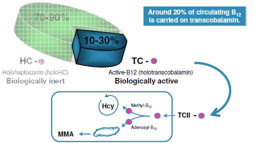 Not all vitamin B 12 in serum is active Around 20% of circulating B12 is carried on transcobalamin holotc is referred to as Active Vitamin B-12