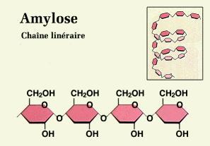 Other monosaccharides: fructose, galactose Maltose is a disaccharide Linking two glucose monomers together yields
