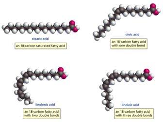 Diversity of structure in fatty acids as a result of chemical bonds Why are some fatty acids bent and some straight?