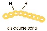 Saturated Unsaturated Unsaturated fats contain one or more C-C double bonds along their hydrocarbon chain.