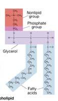 Phospholipids and Glycolipids Phospholipid