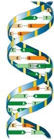 4. Nucleic acids There are two types of nucleic acids 1. DNA 2. RNA -store information -provide the directions for building proteins 4.