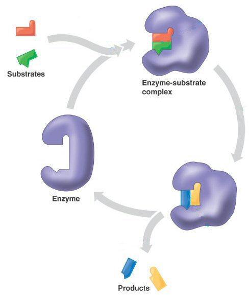 Honors Biology Chapter 5: The Working Cell Name Amatuzzi Enzymes pp 76-78 Period Enzymes speed up a cell s chemical reactions 1. What is a catalyst? 2.