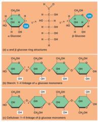 Polysaccharides : macromolecules (100 s 1000 s of monosaccharides) Cellulose sucrose table sugar maltose malt