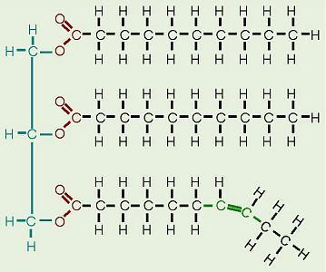 Formation of a Triglyceride via Dehydration Synthesis Types of Lipids