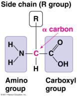 Structure Non-polar Amino Acids Amino acids- building blocks - 20 different amino acids Amino acid nonpolar