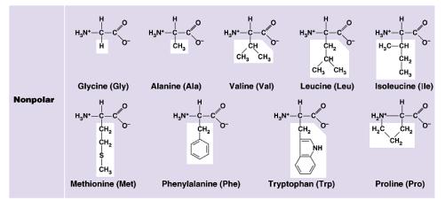 large & complex molecules complex 3-D shape R group (side chain) -Variable group -Confers unique chemical