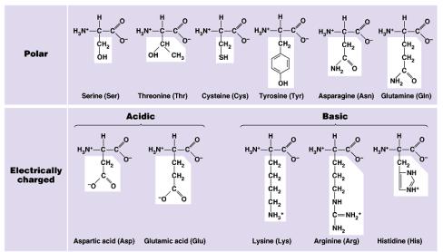 a. Alpha C is asymmetric Polar Amino Acids polar or charged and hydrophilic Peptide Bond - Covalent bond