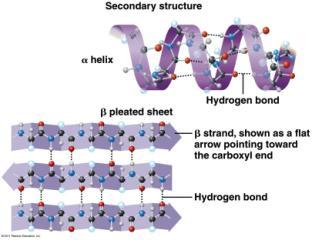 Secondary (2 ) Structure Gains 3D shape (folds, coils) by H bonding - folding along short