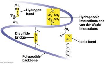 bonding between every 4 th amino acid Beta (β) - pleated sheet - H bonds between parts of 2