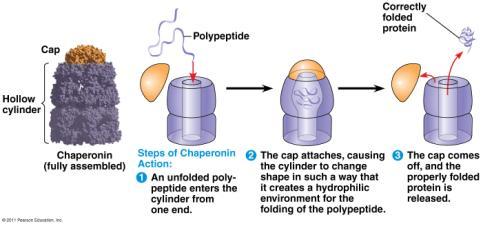 Chaperonins (chaperone proteins) assist in proper folding of proteins - keep new polypeptide segregated from