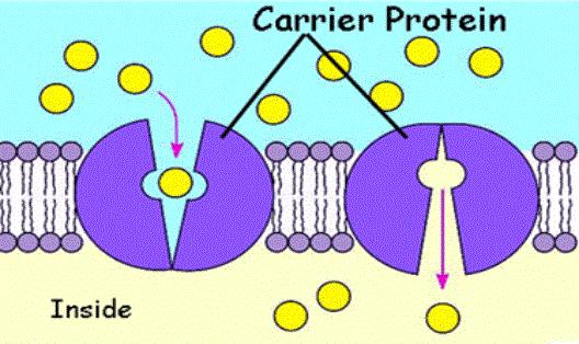 Function Description Transport Proteins Allow larger molecules to move in and