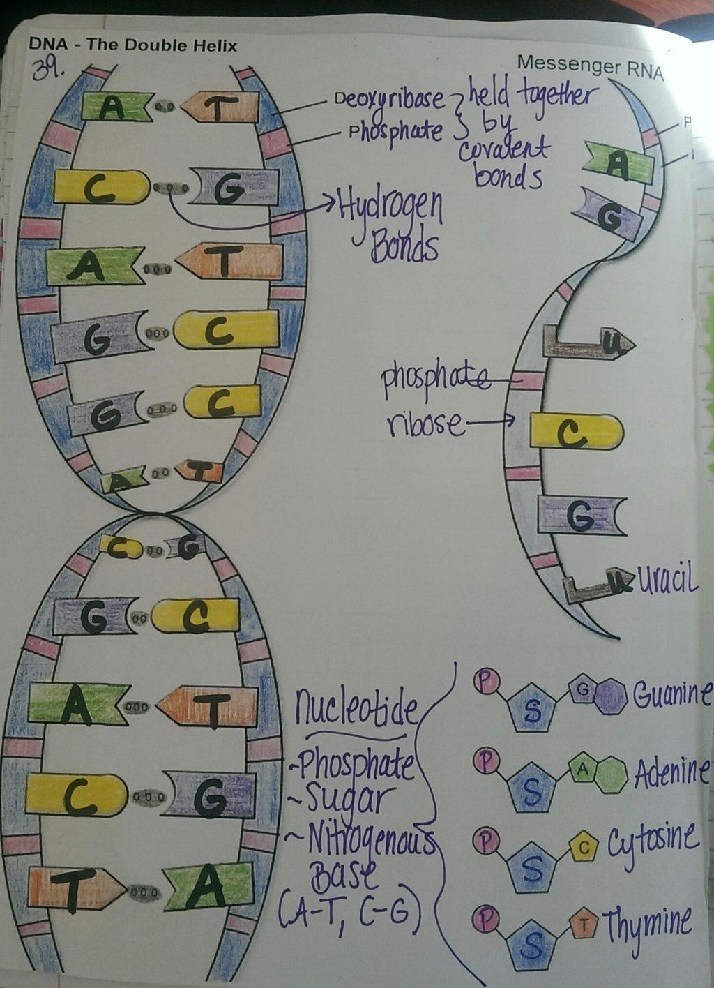 Nucleic