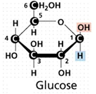 Important Monosaccharides Glucose is the most common monomer of Carbohydrates. Others include galactose and fructose.