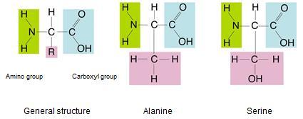 Proteins are made of the elements CHON, they have a carboxyl (COOH), amino group(nh2), a R-Group Differ in their properties due to differing side