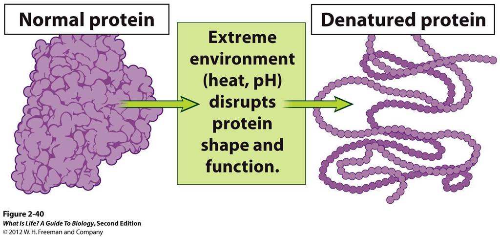 For proteins to function properly they must retain their shape, when their shapes are