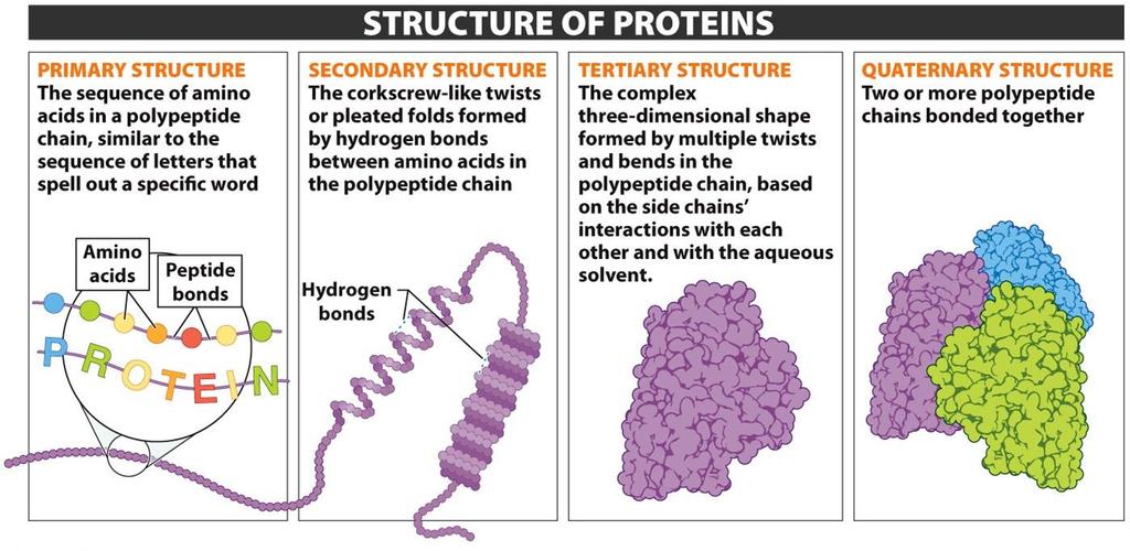 The overall shape of the protein determines its