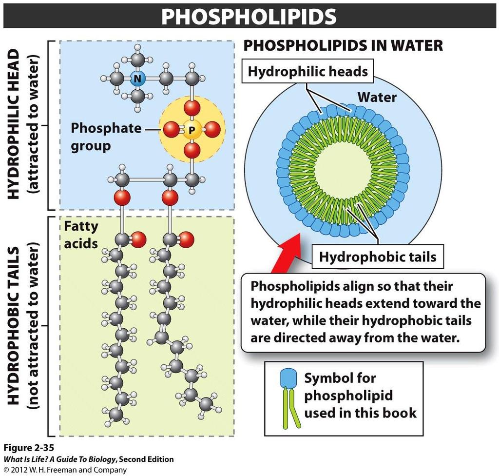 Lipids waterproof surfaces of animals, plants, and fruits