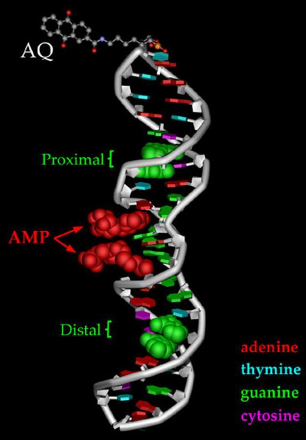 Nucleic Acids - Function - Store and transmit heredity information Two Types - DNA (Deoxyribonucleic