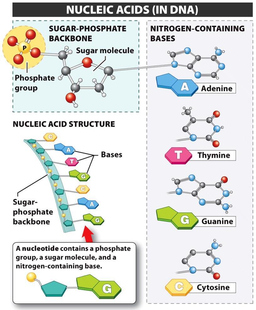 Nucleic Acid Monomers The monomers of Nucleic Acids are Nucleotides Contain