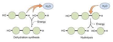 Hydrolysis The reverse of condensation synthesis is hydrolysis, in which a water molecule is added to a bond between two monomers, breaking it and